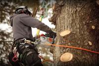 Cairns Tree Lopping Services image 4